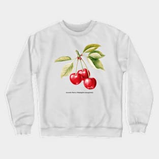 Botanical illustration of Acerola Cherry (Malpighia emarginata) Crewneck Sweatshirt